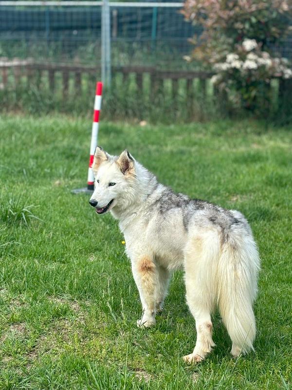 Donut, una dolcissima Husky Foto 4